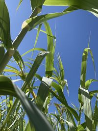 Low angle view of bamboo plants against sky