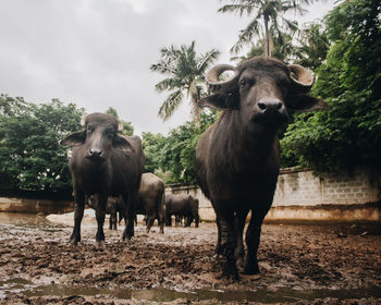 Sheep standing in a farm