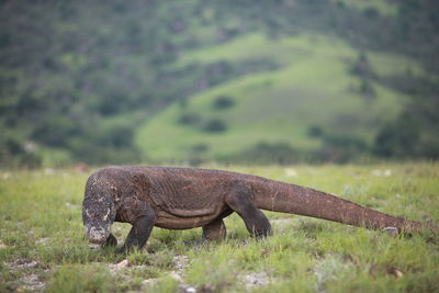 Lizard on field