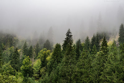 Pine trees in forest during autumn