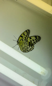 Close-up of butterfly on leaf