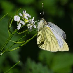 Close-up of butterfly pollinating on flower