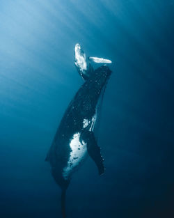 Low angle view of whale in sea