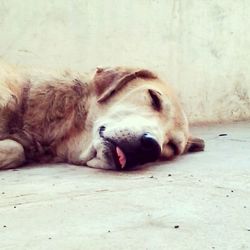Dog sleeping on the ground