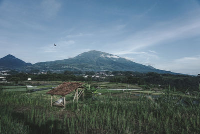 Mount lawu with blue skies and small birds that fly, there is a small hut