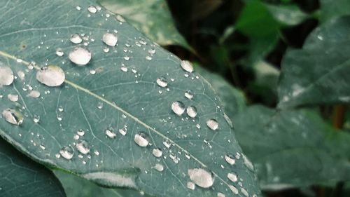 Close-up of water drops on leaf