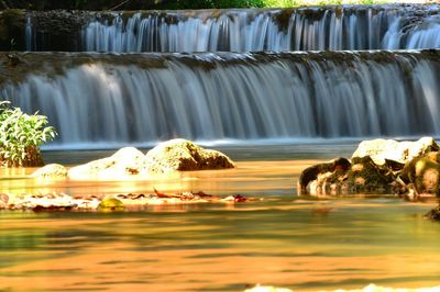 Reflection of trees in water