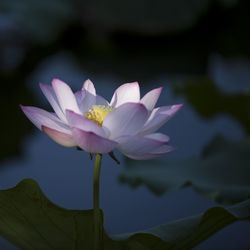 Close-up of lotus water lily growing in pond during dusk