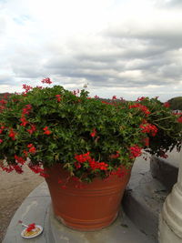 Close-up of flowers blooming on potted plant against cloudy sky