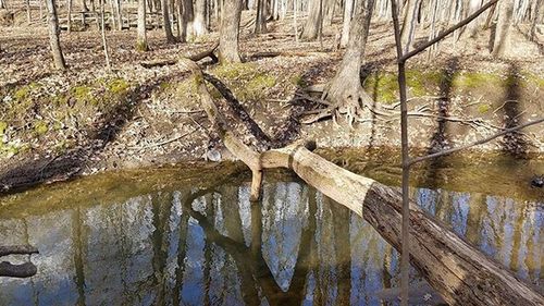 Reflection of bare trees in lake