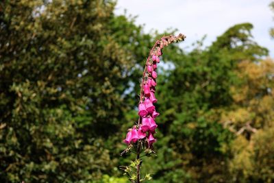 Close-up of pink flowering plant