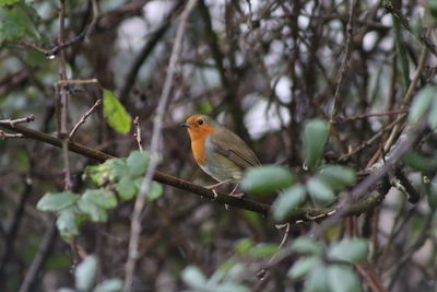 Close up of a red brasted robin sitting on a branch