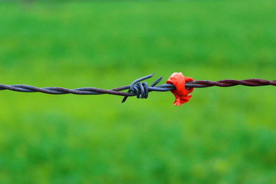 Close-up of barbed wire fence on field