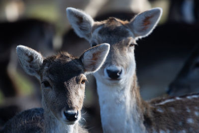 Close-up of deer