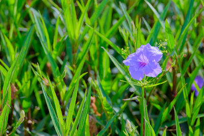 Close-up of flower blooming outdoors