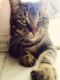 Close-up portrait of cat