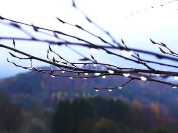 Close-up of water drops on branch against sky