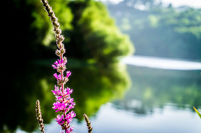 Close-up of pink flowers