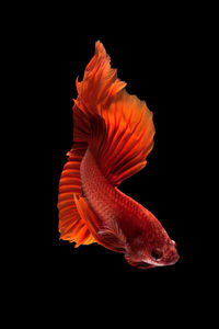 Close-up of fish underwater