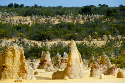 View of trees and rocks