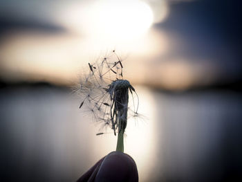 Close-up of dandelion plant against lake