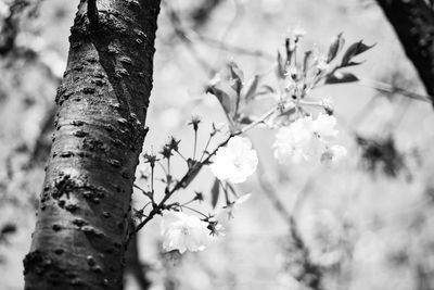 Close-up of tree branch