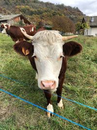 View of cow on field