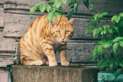 Portrait of ginger cat sitting on retaining wall