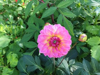 Close-up of pink flower blooming outdoors