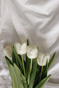 Close-up of white flowers