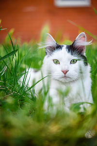 Portrait of a cat on field