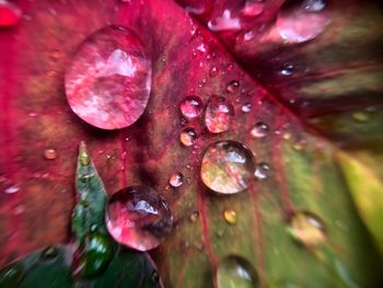 Full frame shot of wet red flower