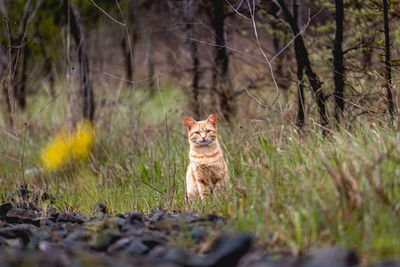 Portrait of a cat on field