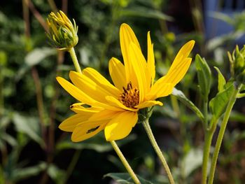 Close-up of yellow flower