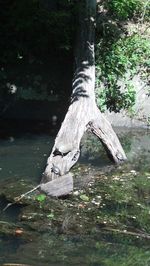 Reflection of tree in lake