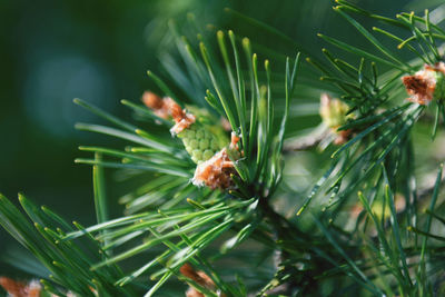 Close-up of flower on plant