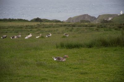 Flock of birds on grassy field