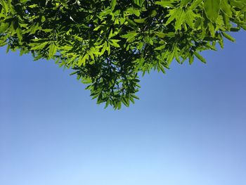 Low angle view of tree against clear blue sky