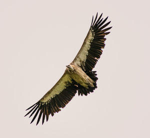 Low angle view of eagle flying against clear sky