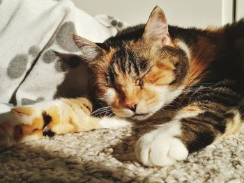 Close-up of cat resting on bed