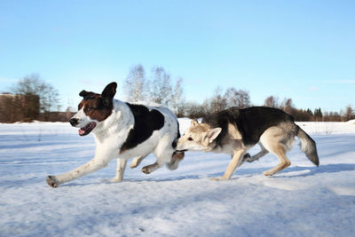 Dogs on snow covered land
