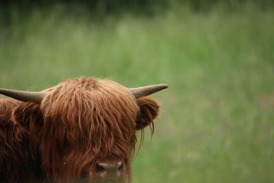 Close-up of a highland cattle 