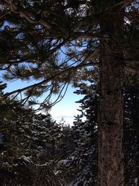 Low angle view of trees in forest