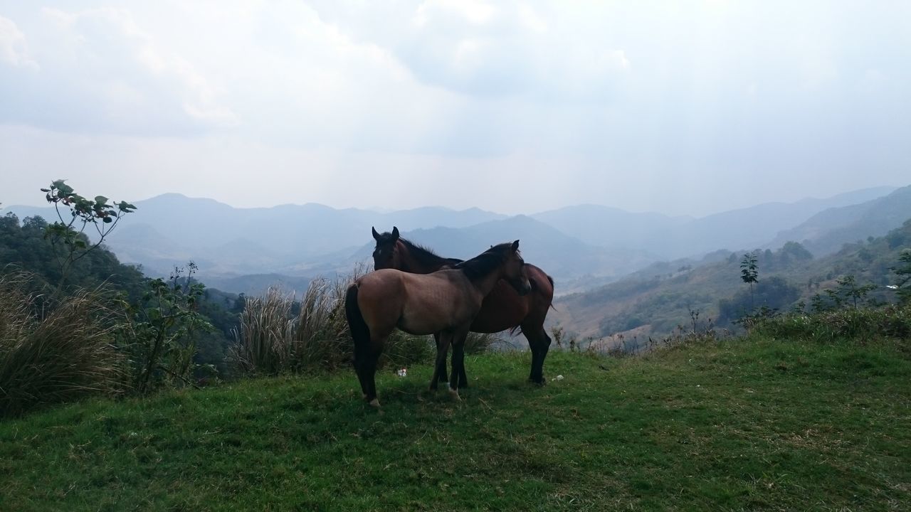 animal themes, domestic animals, horse, mammal, livestock, field, herbivorous, grass, standing, landscape, sky, grazing, working animal, cow, one animal, nature, full length, mountain, two animals, tree