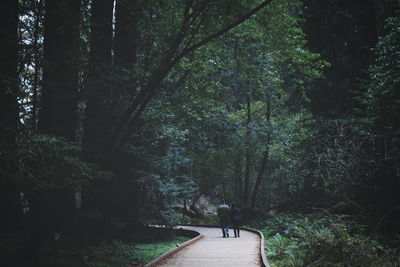 Rear view of couple walking on footpath amidst trees