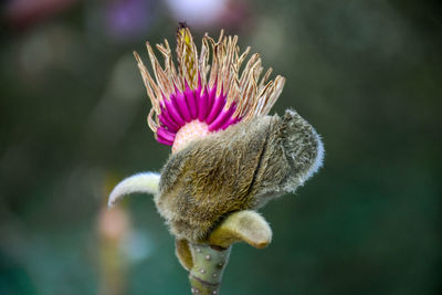 Close-up of pink flower