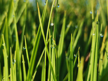 Close-up of wet grass on field