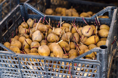 Germinating seed potatoes with roots in boxes. traditional agriculture. farming. 