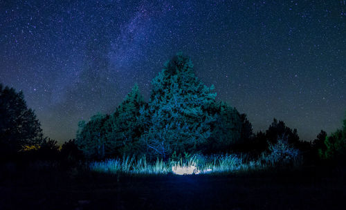 Trees in forest against sky at night