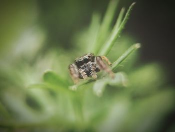 Close-up of insect on plant